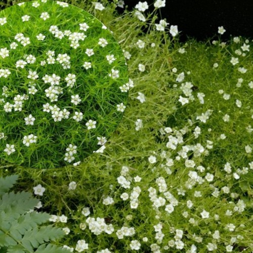 Sagina subulata 'Senior' - Nõeljas kesakann 'Senior' P9/0,55L
